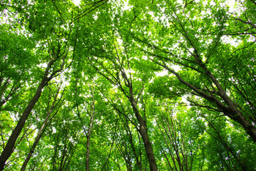 Obraz premium green leaves