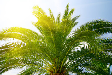 Obraz premium palm and sunlight