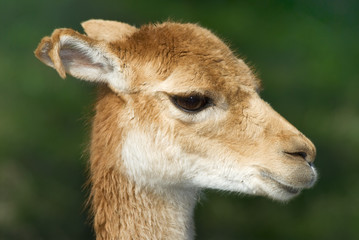 Obraz premium Vicuna (Vicugna vicugna) Headshot Portrait