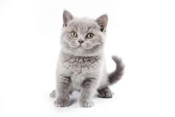 British kitten on white background