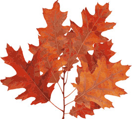 Red oak Autumn (Quercus Rubra). Vector