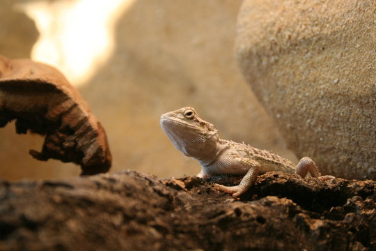 Reptilien