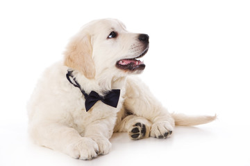 Golden retriever puppy on white background