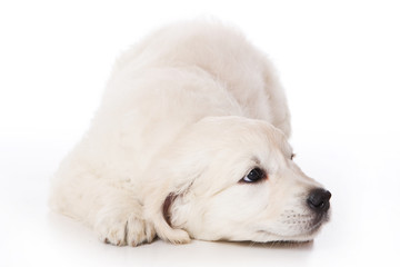 Golden retriever puppy on white background