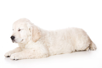 Golden retriever puppy on white background