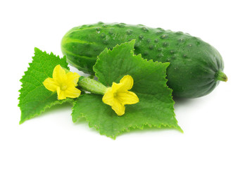 green cucumber vegetable fruit with leafs isolated