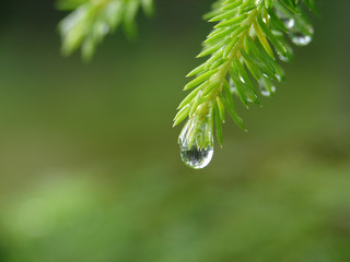 Reflection of forest in raindrop