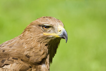 Naklejka na ściany i meble Bird of Prey - Eagle