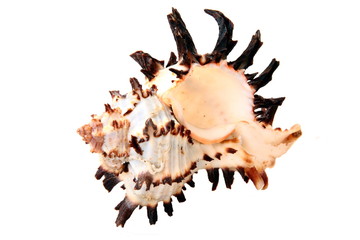 Exotic seashell on white background, horizontal frame