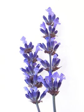 Fine Blue Lavender Herb Against White Background