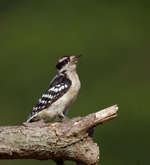 A male Downy Woodpecker perched on a log with a green background