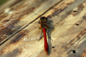 Dragonfly