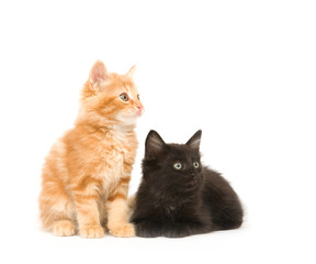 A yellow and a black kitten looking to the right