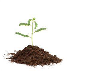 Seedling in soil with worm isolated on white background.
