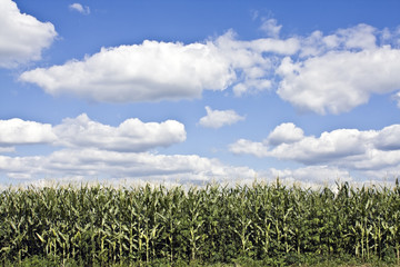 Corn Field under cloudy sky