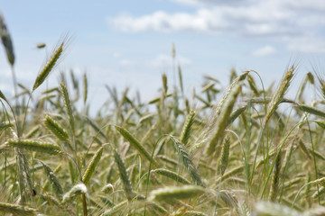 Naklejka premium Grain growing in a farm field