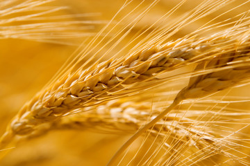 golden wheat