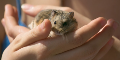 Young campbell's dwarf hamster in woman hands - obrazy, fototapety, plakaty