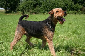 Airedale Terrier