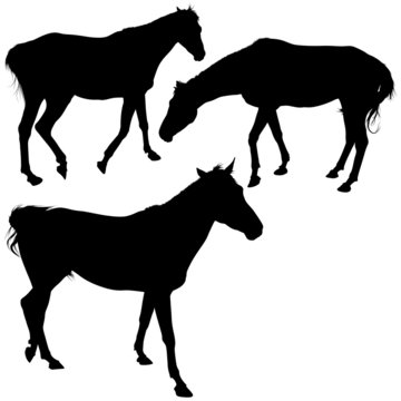 Horses Silhouettes 9 - detailed illustrations