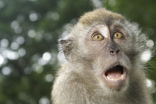 Long tailed macaque spooked