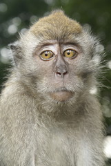 Curious long tailed macaque portrait