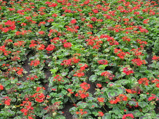 Fototapeta premium geranium background