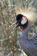 grulla