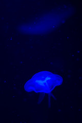 Fototapeta na wymiar medusa