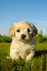 Bichon puppy dog