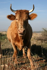 Portrait of a Grazing Cow
