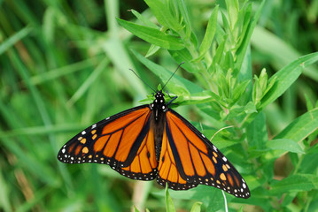 Beautiful Orange Queen butterfly