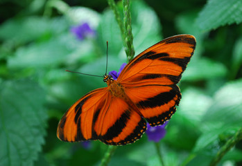 Orange Banded Butterfly