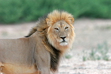 Male African lion (Panthera leo), Kalahari desert, South Africa