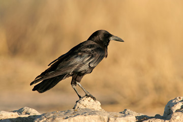 Back crow (Corvus capensis), Kalahari desert, South Africa