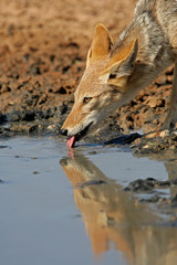 Black-backed Jackal (Canis mesomelas), Kalahari, South Africa