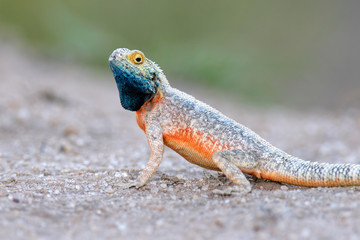 Ground agama (Agama aculeata), Kalahari desert, South Africa.