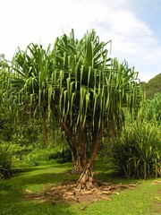 Hawaiian Flower III