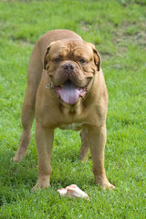 dog of breed bordoss mastiff on walk