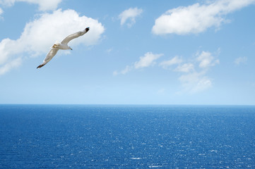 Naklejka premium seagull flying above blue sea