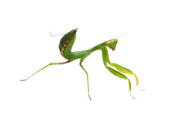 green mantis isolated on white