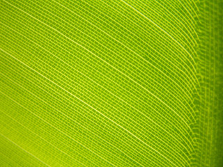 feuille d'arbre du voyageur en gros plan