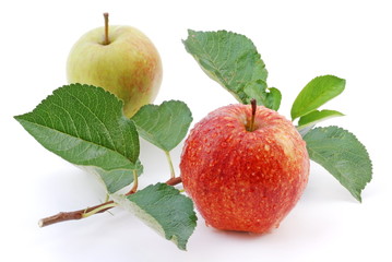 Apples