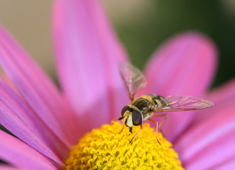 hoverfly on flower 08
