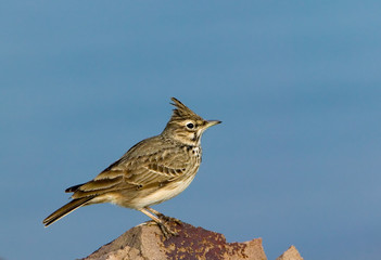 Fototapeta premium Field-lark bird (Alauda) on a stone