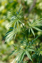 Green marihuana sprig and leafs - 8939947