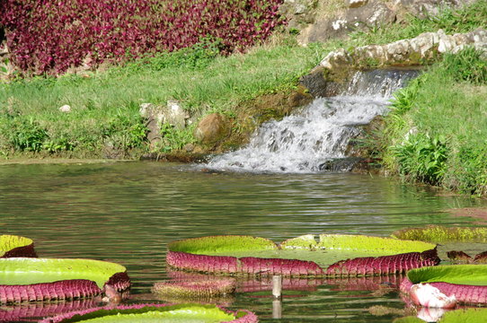 Nénuphars et cascade, Jardin tropical, Rio de Janeiro. Brésil.