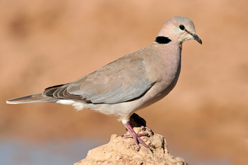 Cape turtle dove (Streptopelia capicola), Kalahari, South Africa