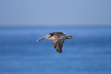Pelican Flying over the ocean