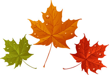 Maple leaves